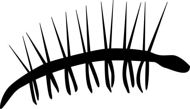 Phylopic Phryday Photo